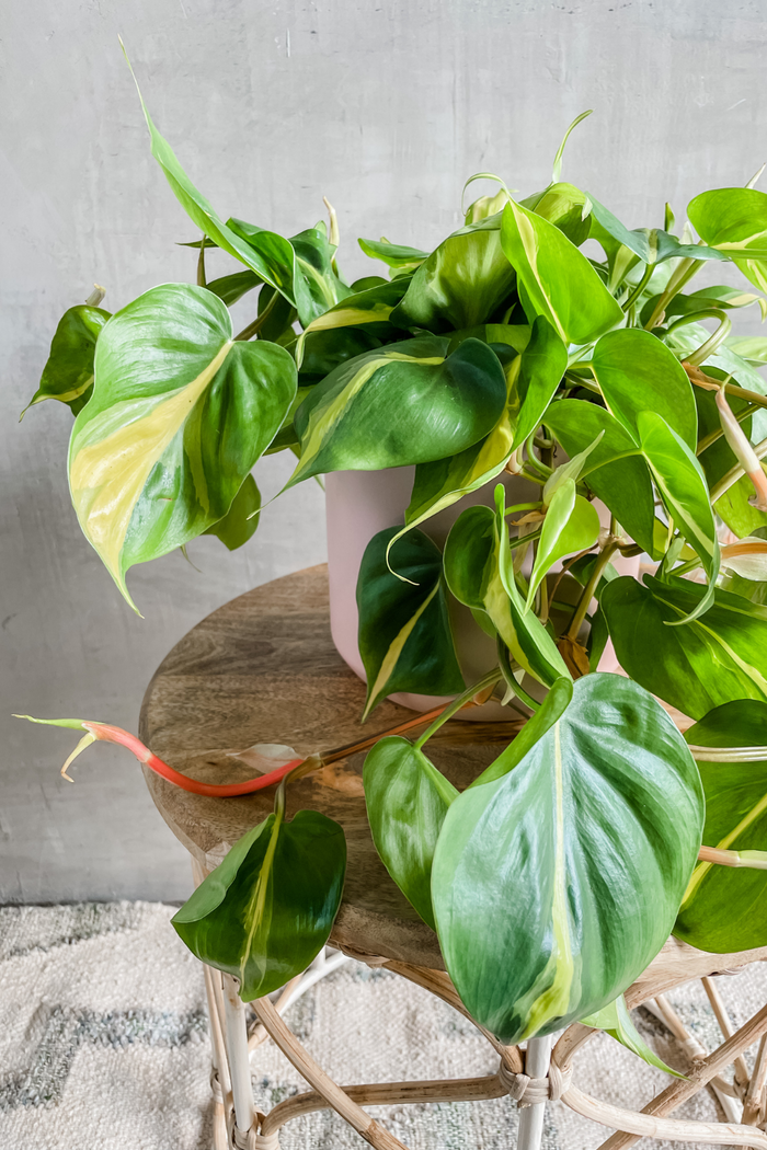 Philodendron 'Brazil'