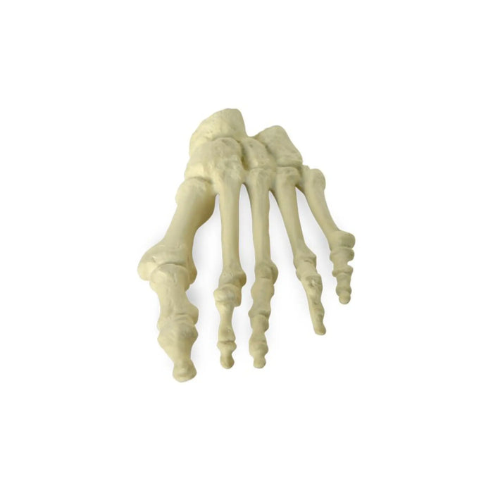 Herbitas physiological plastic foot