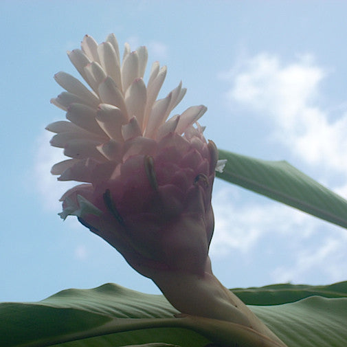 Pink Ginger