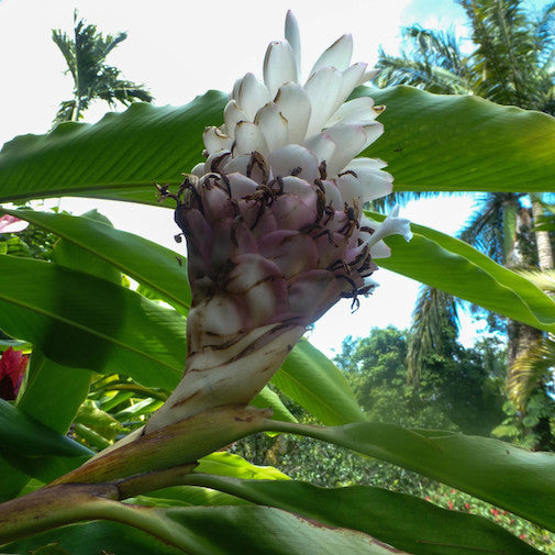 Pink Ginger