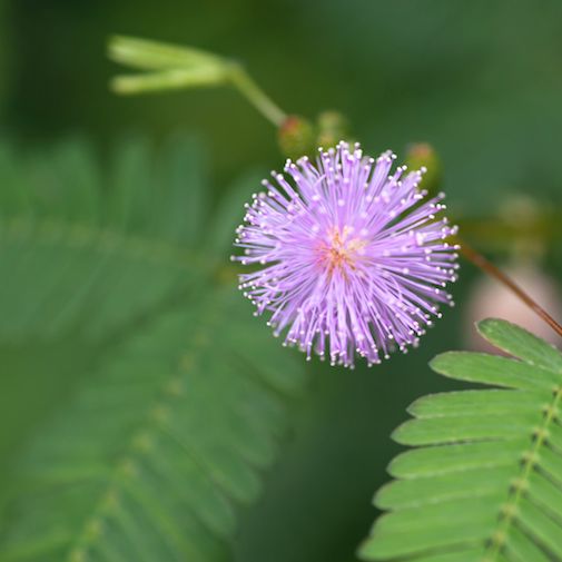 Pink Mimosa