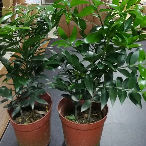 Podocarpus nagi & Asian bayberry Seeds
