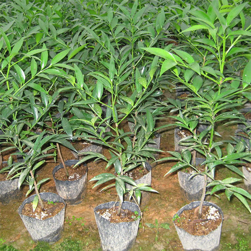 Podocarpus nagi & Asian bayberry Seeds