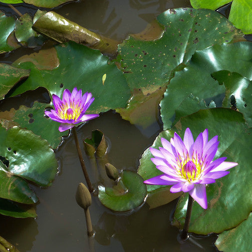 Purple Water Lily