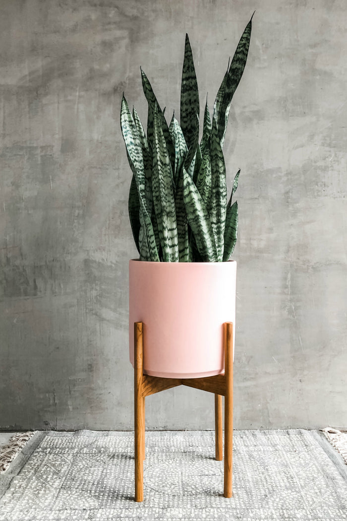 Sansevieria 'Zeylanica'