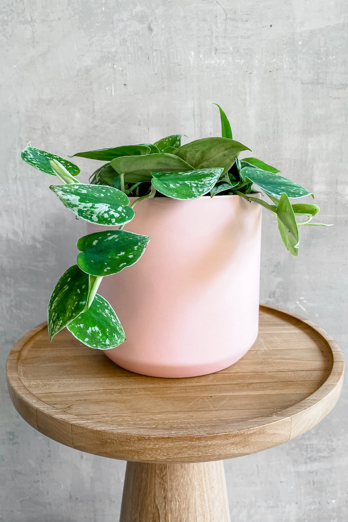Scindapsus Pictus 'Satin Pothos' 6"