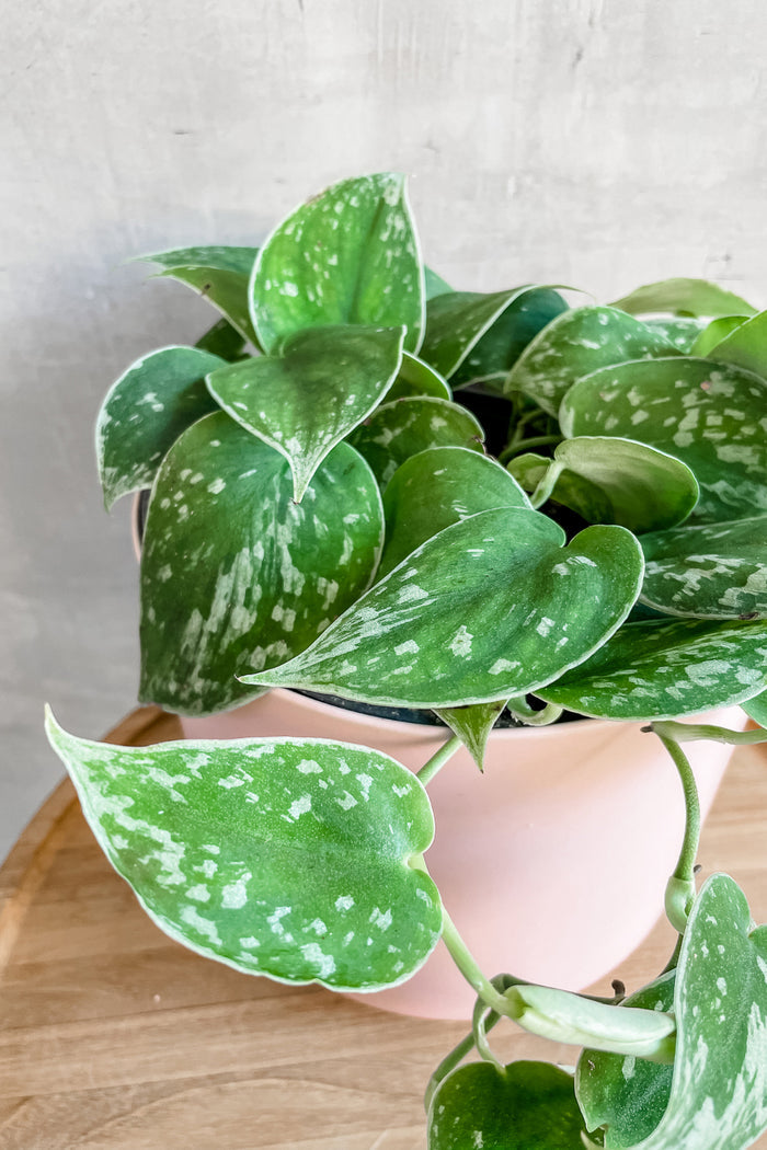 Scindapsus Pictus 'Satin Pothos' 6"