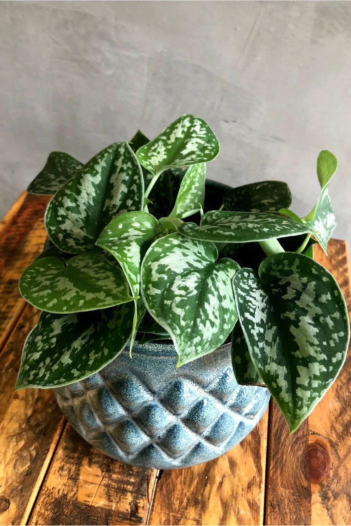 Scindapsus Pictus EcoVibe Home