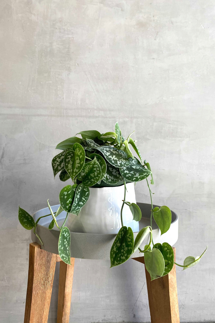 Scindapsus Pictus 'Satin Pothos' 6"
