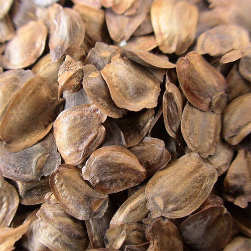 Sequoia sempervirens & California redwood Seeds