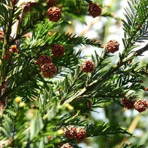 Sequoia sempervirens & California redwood Seeds