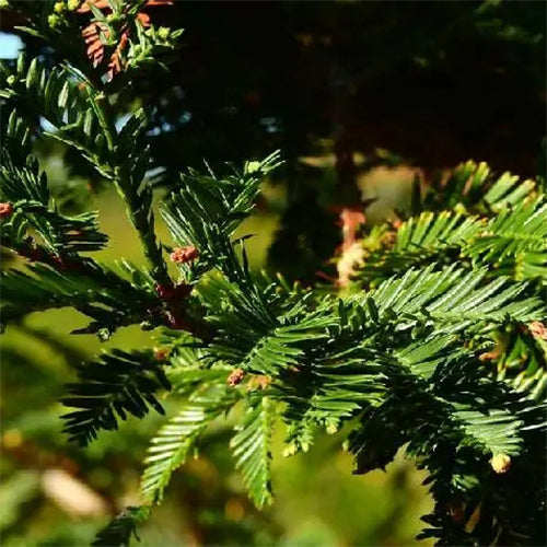Sequoia sempervirens & California redwood Seeds