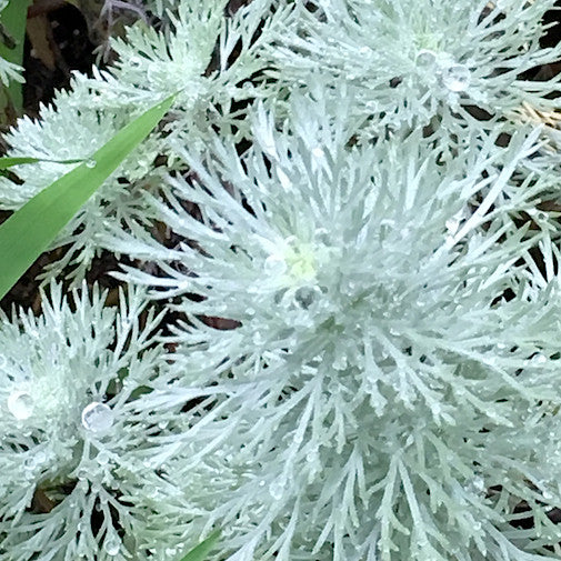 Silver Mound