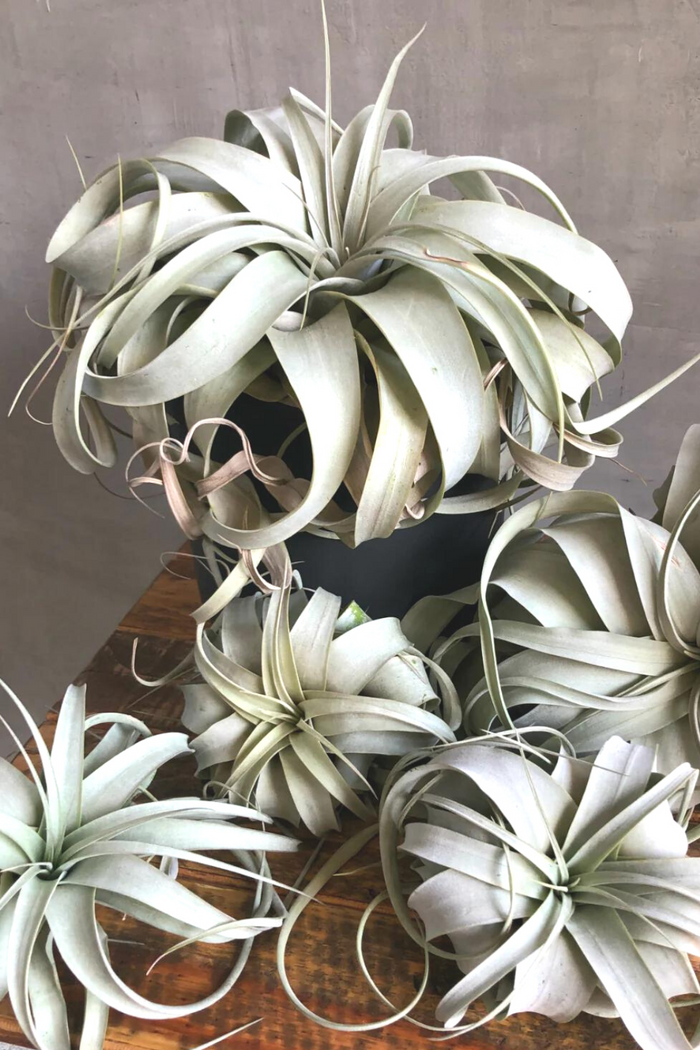 Tillandsia 'Xerographica' Air Plants