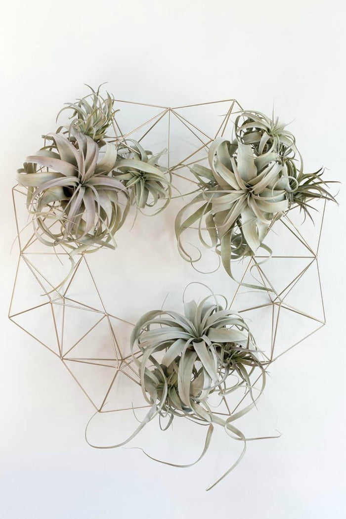Tillandsia 'Xerographica' Air Plants