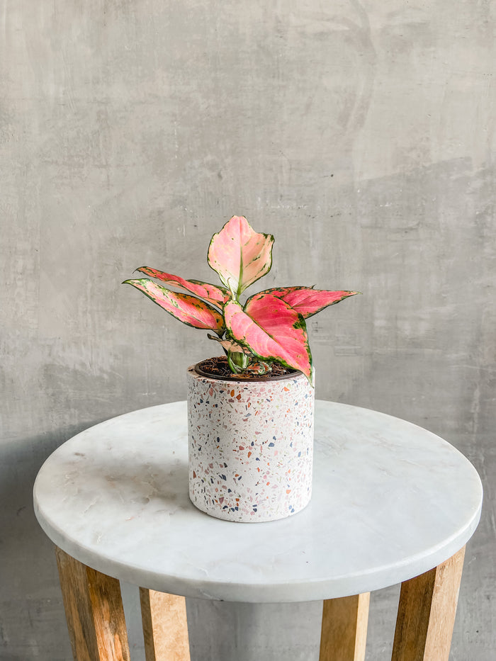 Pink_Aglaonema_Accent_Decor_White_Terrazzo_Pot