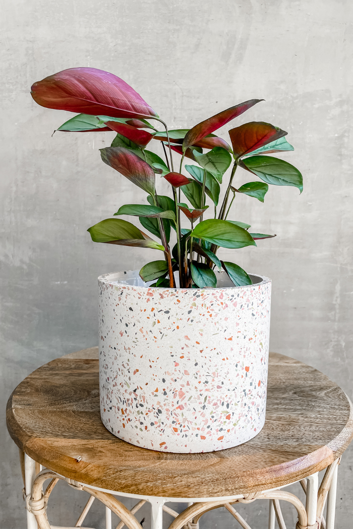 Accent Decor White Terrazzo Pot